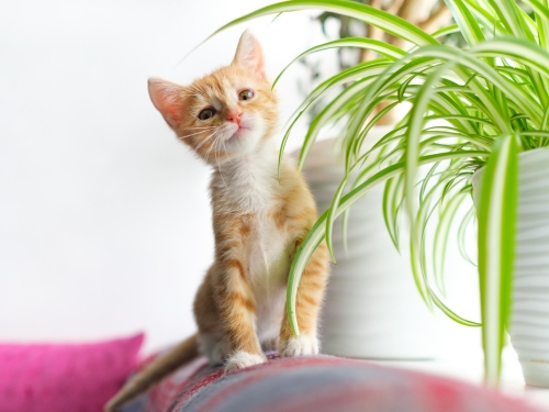 Grünlilie als nicht giftige Pflanze für Katzen