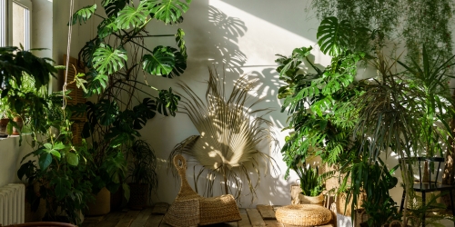 Pflanzen im Urban Jungle