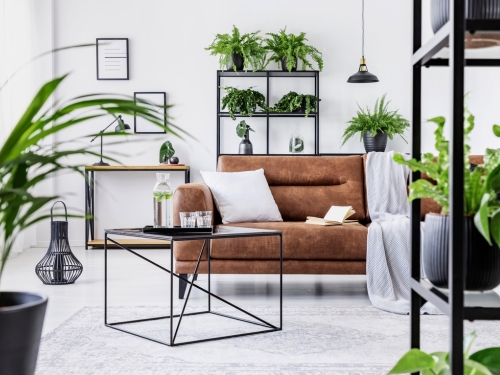 Luftreinigende Pflanzen im Urban Jungle Luftreinigende Pflanzen im Urban Jungle