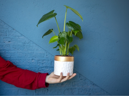 Monstera Deliciosa und ihre Blätter Monstera Deliciosa und ihre Blätter