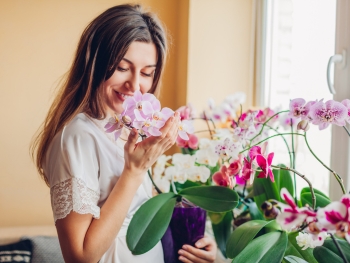 Orchidee - Bedeutung, Herkunft & Pflege