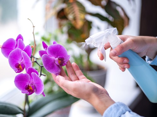 Orchideen Pflege