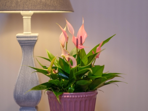 Flamingoblume als Pflanze, die wenig Licht braucht