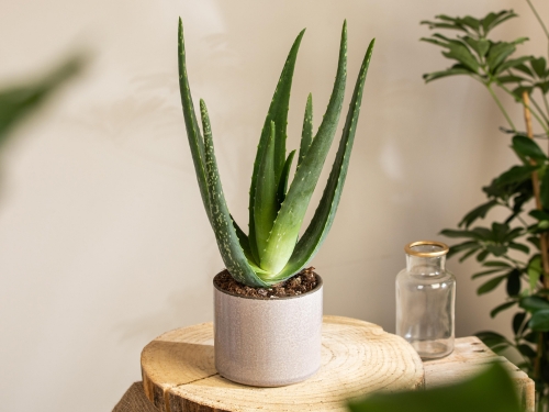 Aloe Vera als Pflanze, die wenig Wasser braucht