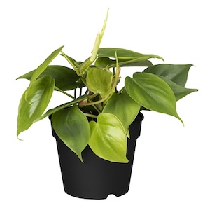 Philodendron online kaufen