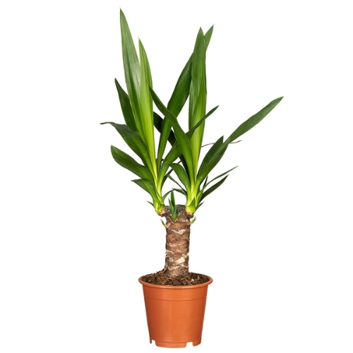 Pflegeleichte Yucca kaufen
