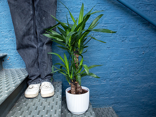 Pflegeleichte Yucca kaufen