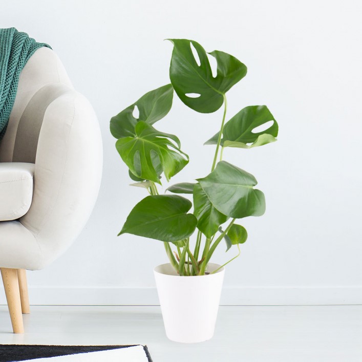 Monstera Pflege & Fakten Monstera Pflege & Fakten