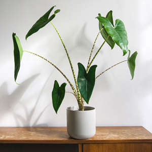 Alocasia kaufen