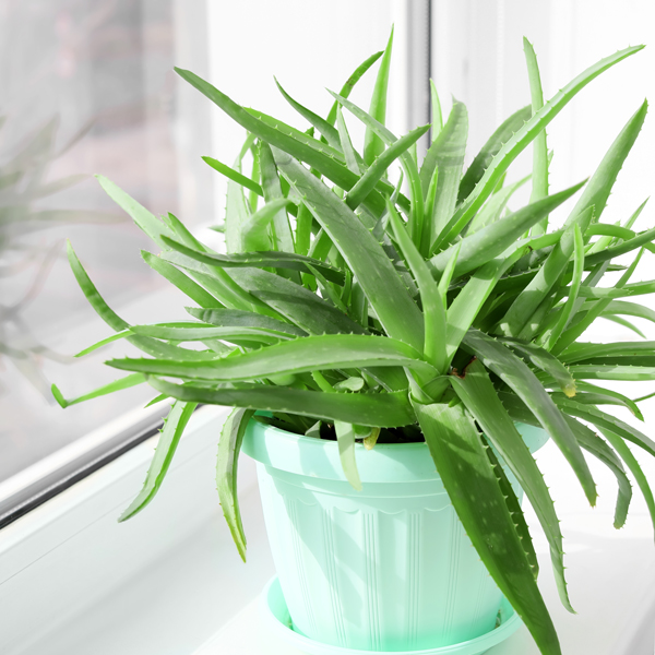 Aloe Vera kaufen Pflanze Aloe Vera kaufen Pflanze