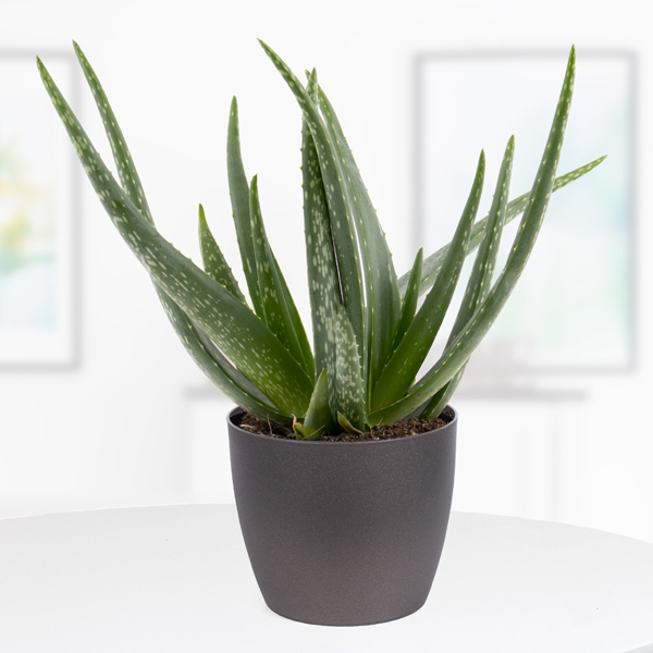 Aloe Vera kaufen Aloe Vera kaufen