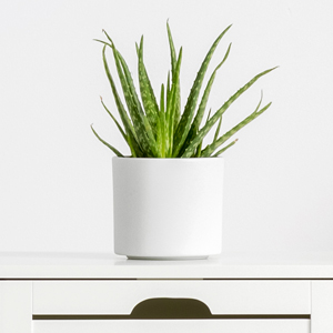 Aloe Vera Pflanze kaufen Aloe Vera Pflanze kaufen