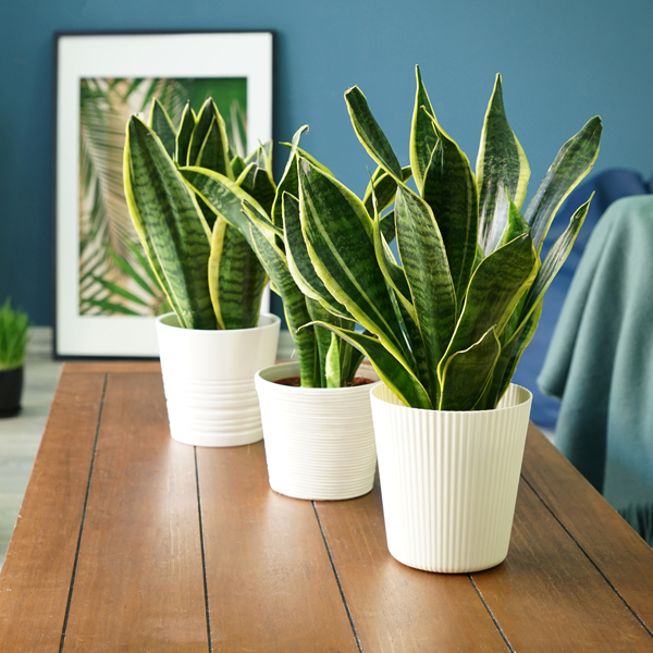 Sansevieria kaufen
