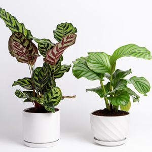 Calathea kaufen Calathea kaufen