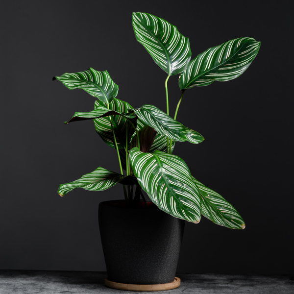Calathea pflanze Calathea pflanze