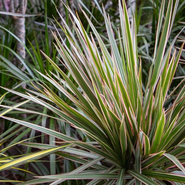 Dracaena kaufen