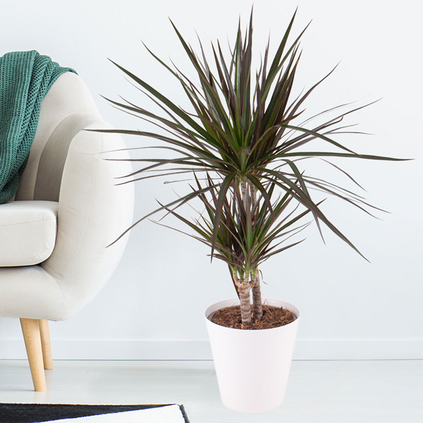 Dracaena marginata kaufen