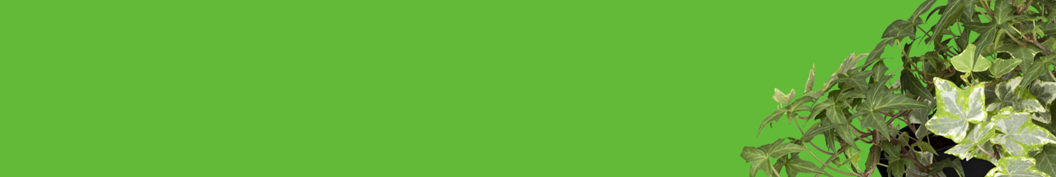 Efeu