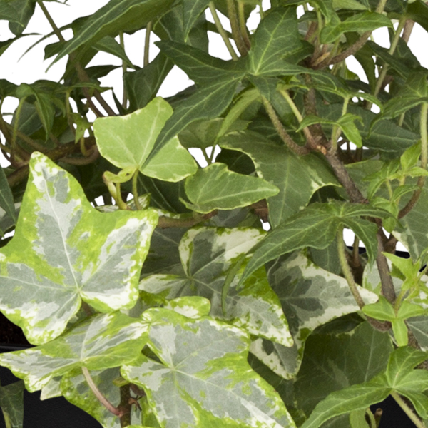 Hedera helix