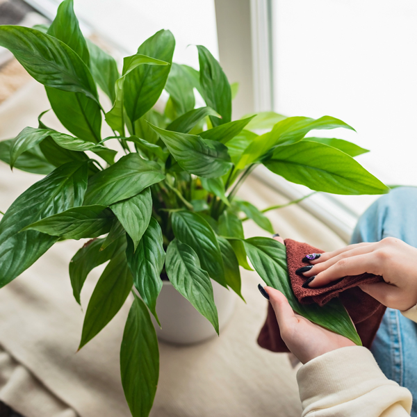 Einblatt spathiphyllum Einblatt spathiphyllum