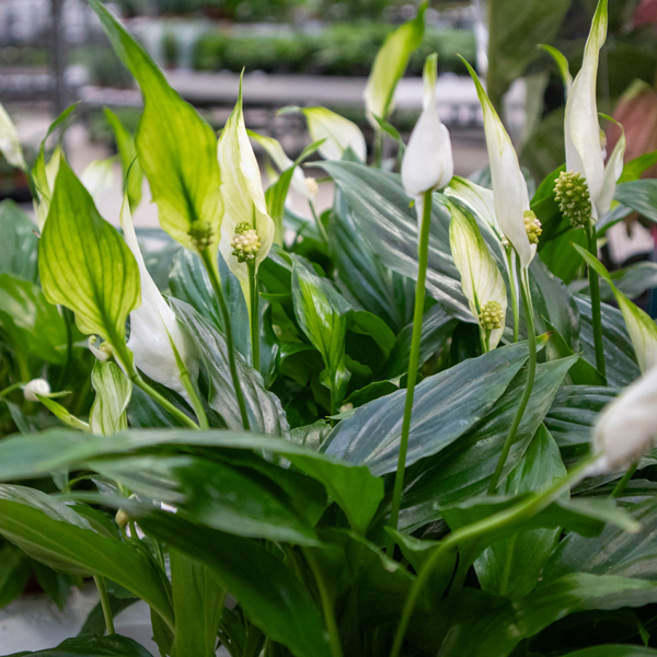 Spathiphyllum kaufen