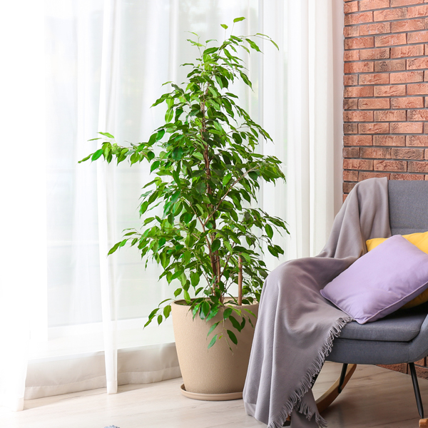 Ficus Benjamina kaufen