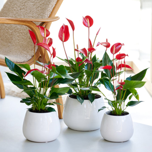 Anthurium kaufen