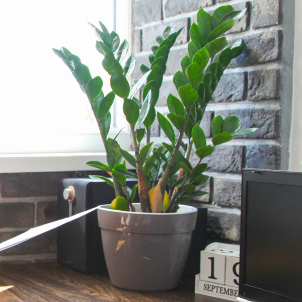 Gluecksfeder zamioculcas