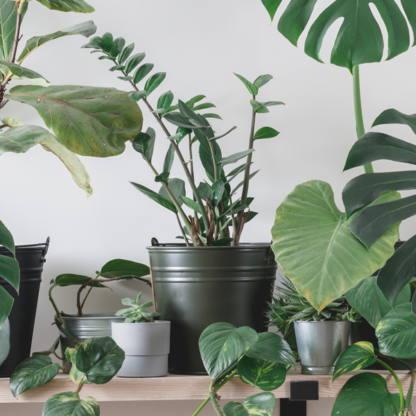Zamioculcas kaufen