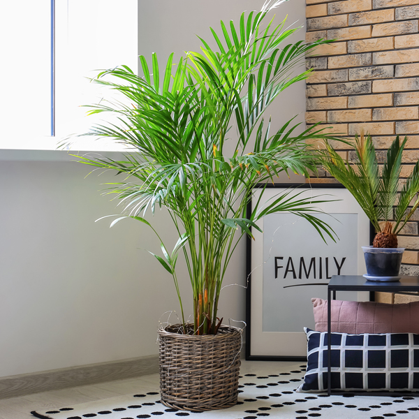 Areca-Palme kaufen