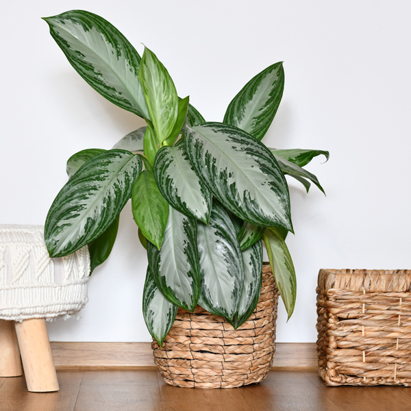 Aglaonema kaufen