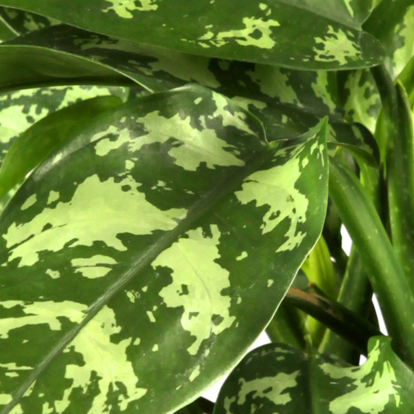 Kolbenfaden aglaonema kaufen