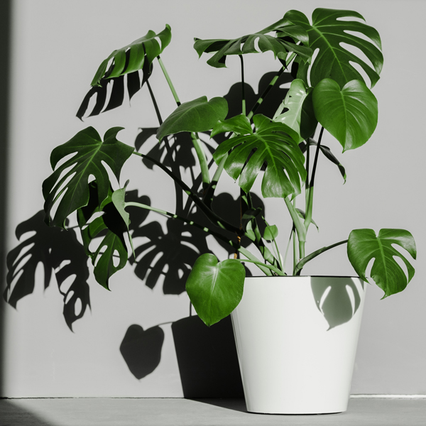 Monstera kaufen
