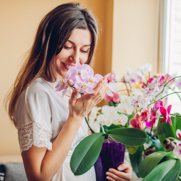 Orchideen kaufen Orchideen kaufen