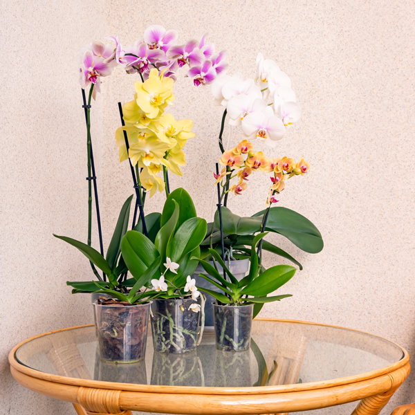 Orchideen online bestellen Orchideen online bestellen
