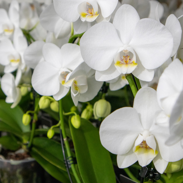 Weiße Orchidee kaufen Weiße Orchidee kaufen