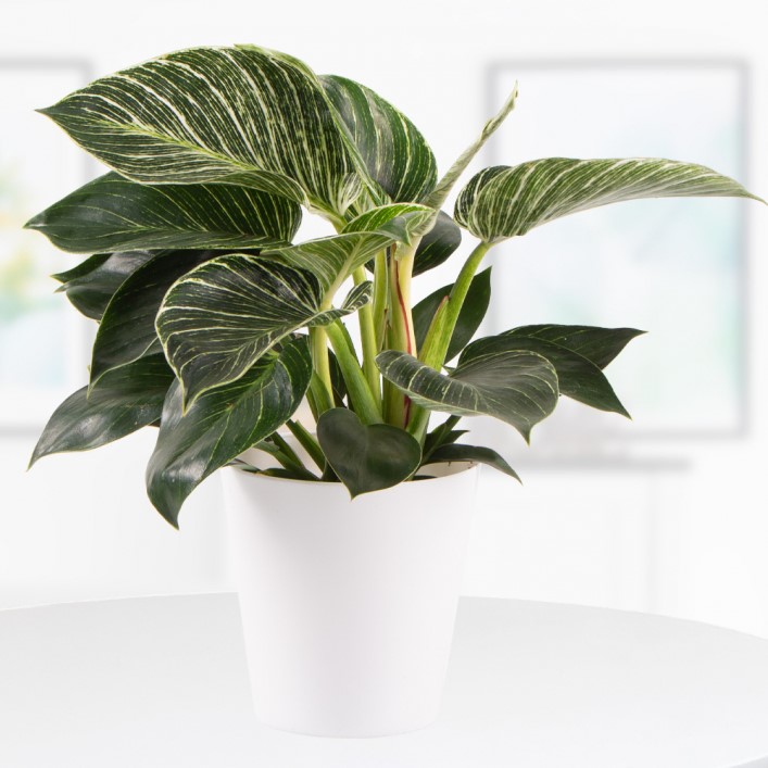 Philodendron Philodendron