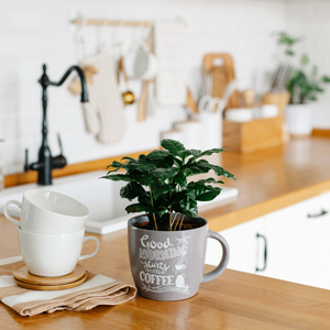 Kaffeepflanze für die Küche