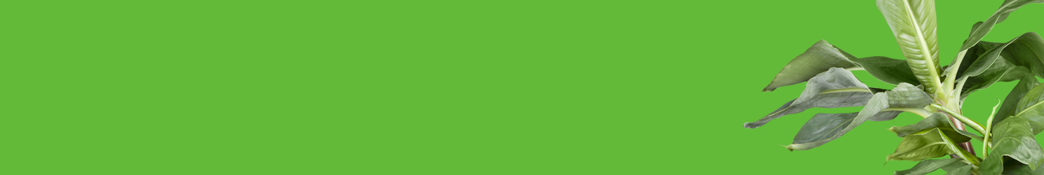 Grüne Zimmerpflanzen