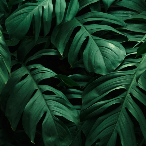 Pflegeleichte Pflanze Monstera