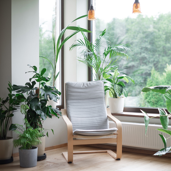 Zimmerpflanzen günstig online kaufen Zimmerpflanzen günstig online kaufen
