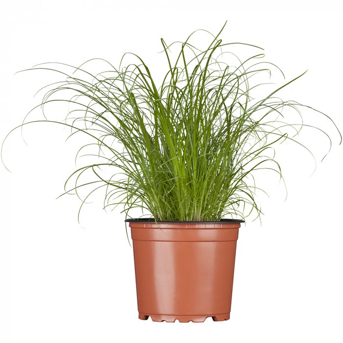 Katzengras