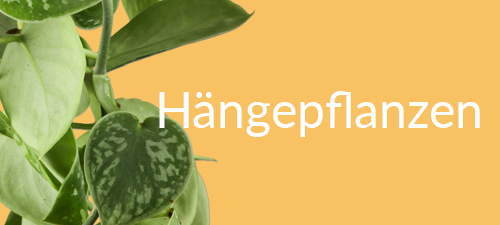 Hängende Pflanzen – Die besten Hängepflanzen fürs Zimmer