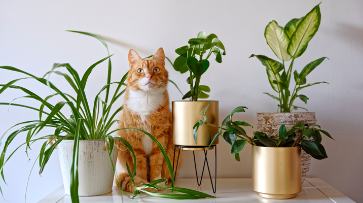 Katzenfreundliche Pflanzen online bestellen