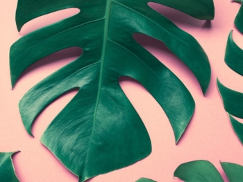 Monstera - Pflege & Tipps Monstera - Pflege & Tipps