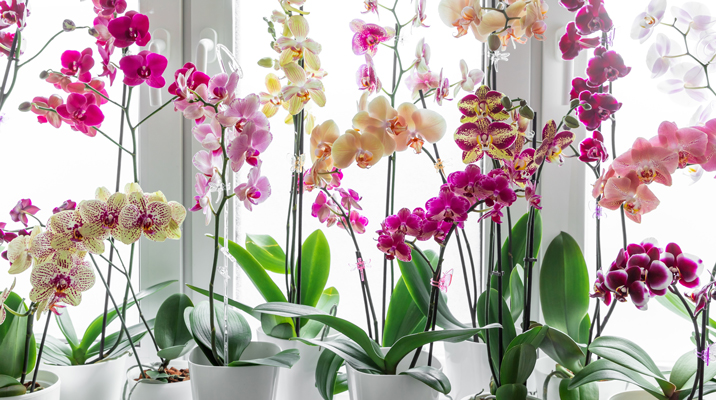 Orchideen online kaufen