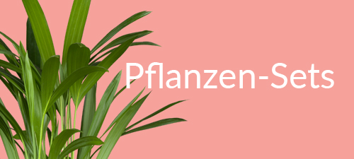 Zimmerpflanzen-Set online bestellen
