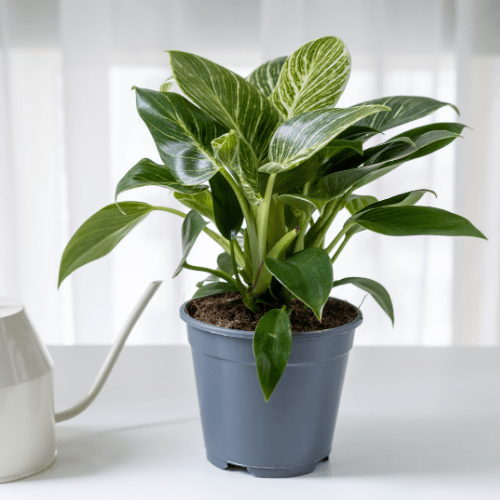 Philodendron Birkin