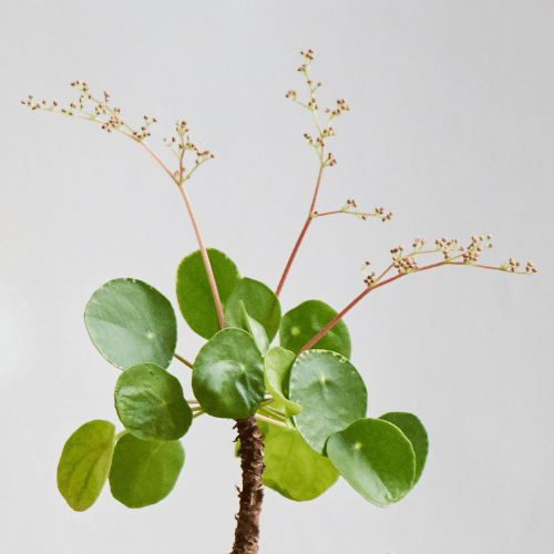 blühende Pilea blühende Pilea