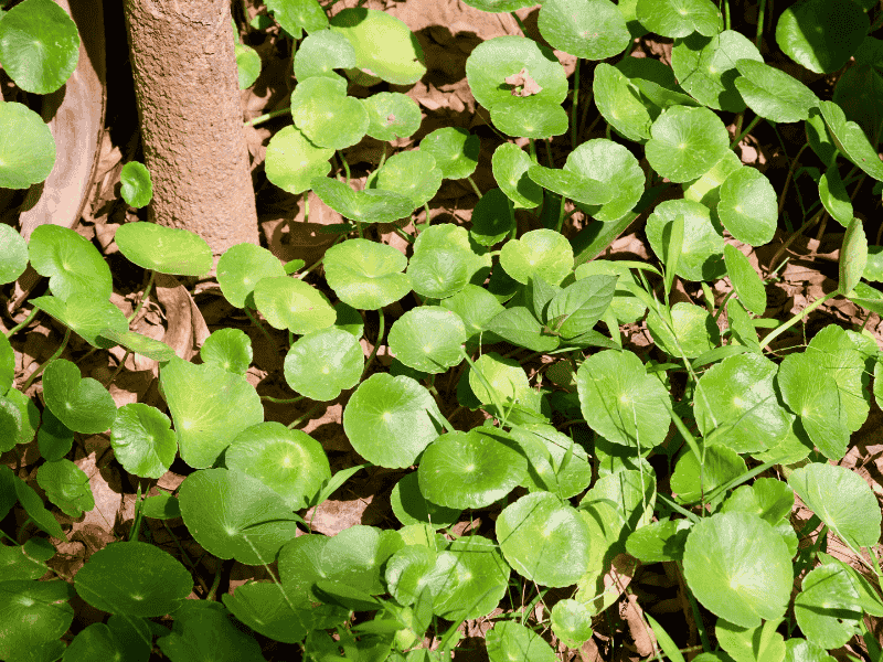 Pilea im Wald Pilea im Wald